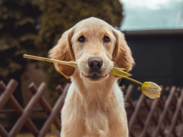A photo of a golden retriever puppy holding a tulip